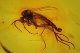 Two Fossil Flies (Diptera) In Baltic Amber #170075-2